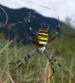Zebraspinne